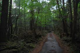 Image result for bosque de chapultepec