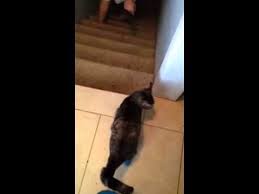 Yalnizca 2 Bacagi Olan Bir Kedi Merdivenleri Nasil Iner Sizce Cats Funny Animal Videos Kitten Rescue