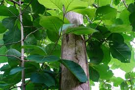 Image result for Tectona grandis