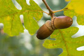Buy oak trees online with delivery right to your door. Oak Kids Britannica Kids Homework Help