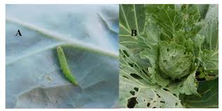 Such approaches lead to adopting and paving integrated pest management in crops. Insect Pests Of Brassica Oleracea Encyclopedia