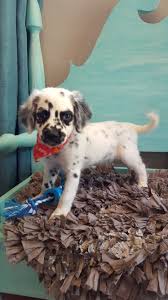 Check spelling or type a new query. Long Haired Dalmatian Puppy Just Adorable Cute Dogs Dalmatian Puppy Cute Animals