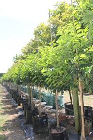 Maybe you would like to learn more about one of these? Evergreen Exotic Trees