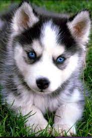 The merle genetic pattern affects a dog's coat, resulting in shades of white, blue, red, and more. Cute Blue Eyes Fluffy Baby Husky Novocom Top