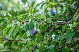 Foto De Ameixa Roxa Na Arvore Prunus Domestica Arvore De Ameixa Slivovice E Mais Fotos De Stock De Ameixa Seca Istock