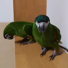 We did not find results for: Hahns Macaw For Sale Red Shouldered Macaw Macaw S Farm