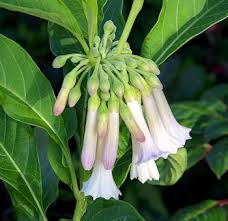 Image result for Iochroma