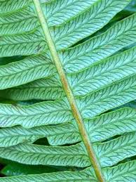 Image result for Cheilanthes quadripinnata