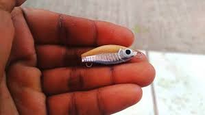 Rada Lure Di Instagram Micro 3 2 Cm Radalure Handmadelure Radasero Geolacak Softfrog Microlure Popfrog Mamba Giantsnakeheadfishin Fishing Lures Fish