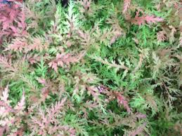 Image result for Selaginella molliceps
