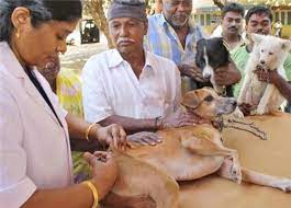 Find here online price details of companies selling kachi ghani mustard oil. Animal Care Centres In Nashik Animal Welfare Groups In Nashik