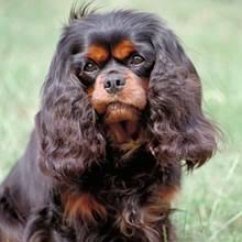 Find dogs and puppies from pennsylvania breeders. Puppyfind Cavalier King Charles Spaniel Puppies For Sale