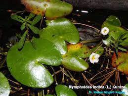 Image result for Nymphoides senegalensis