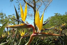 Bird Of Paradise Plant Varieties Australia Pin On Amazinly Gorgeous Real Flowers