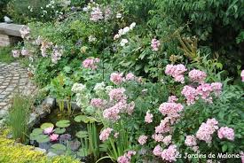 Mon Top 10 Des Rosiers A Longue Et Genereuse Floraison Rosier Rosier Buisson Jardins