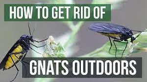 You can mix some vinegar, dish soap, and water in a container and place a plastic tarp over it. How To Get Rid Of Gnats Outdoors 4 Easy Steps Youtube