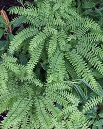 Image result for Adiantum patens