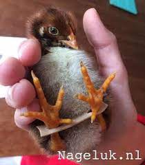 pin op handige weetjes van nageluk