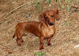 Owning A Miniature Dachshund Pets4homes