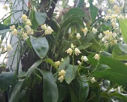 Image result for Polystachya dendrobiiflora