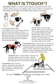 Dog Training Ideas Click Pic For Various Dog Obedience And Care Ideas 49589866 Doglovers Dogtrainingtips D Dog Care Puppy Training Dog Training Obedience