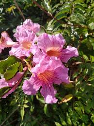 Image result for Podranea