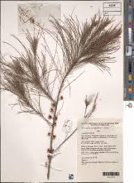 Image result for Casuarina littoralis