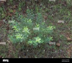 Image result for Indigofera cryptantha