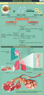 Maybe you would like to learn more about one of these? Respiration Types Atp Human Respiratory System Videos Examples