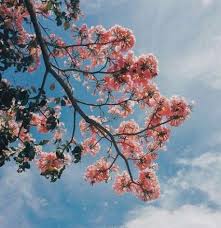 Flowers Tumblr Nature 62 Ideas Flower Aesthetic Planting Flowers Pink Flowers