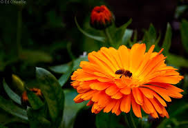 Orange Marigold Flower Calendula Fiesta Gitana Orange Flowers List Of Flowers Beautiful Flowers