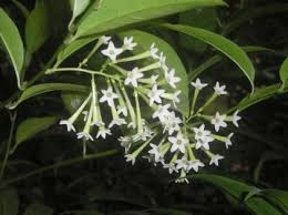 Phương quốc san, hồ phong, la lan, lý lâm lâm, khương. Hoa Thien Ly Mai Tran