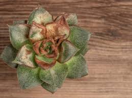Early detection is the key. Can You Save A Dying Succulent Learn How To Revive Succulents