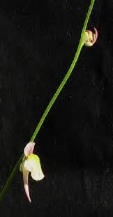 Image result for Utricularia welwitschii