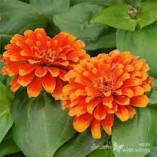 I Want These All Over My Yard This Summer Butterfly Garden Plants Zinnia Elegans Zinnias