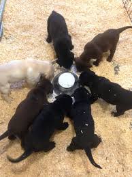Lab mix puppies for sale in maine. Varney S Labs