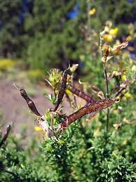 Image result for Adenocarpus mannii