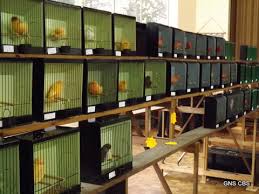 Males £35.00 each females £40.00 each national delivery available, any questions please ring. Kent Bird Club Gravesend Northfleet And Swanscombe Cage Bird Society 2013 Annual Show
