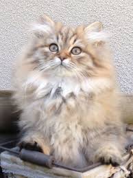 Houka Female British Longhair Brown Long Haired Cats Cats Kittens Cutest Beautiful Cats