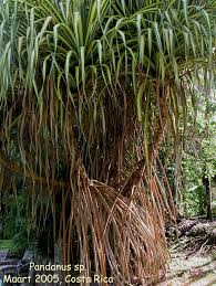 Image result for Pandanus sp. A