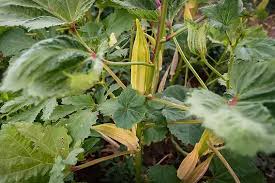 Image result for Abelmoschus esculentus