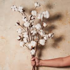 Cotton flower hotsell