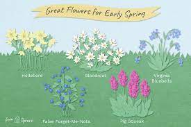 What is your favorite early spring flower? Perennial Spring Flowers For Early In The Season