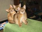 Abyssinian Cat Breeders Near Me