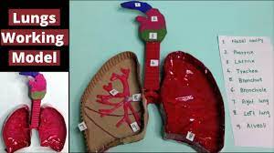 Respiratory System Working Model Lungs Working Model Science Fair Project For School Lungs Model Youtube