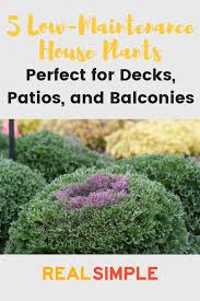 5 Low Maintenance Outdoor Plants Perfect For Decks Patios And Balconies Outdoor Plants Potted Plants Patio Low Maintenance Plants