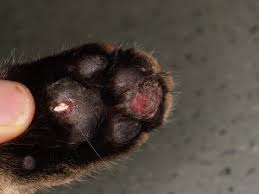 It's also called hairy dog feet because it can look like the dog is sprouting an unusual type of hair on the bottoms of their paws. Pododermatitis A Common Problem With Many Causes
