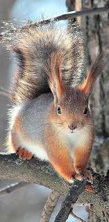 Abert S Squirrel Aka Tassel Eared Squirrel Found In The Rocky Mountains From The Usa To Mexico Animals Cute Animals Animals Beautiful