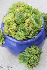 We did not find results for: Where To Buy Outdoor Planters