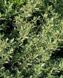 Image result for Coptosperma zygoon